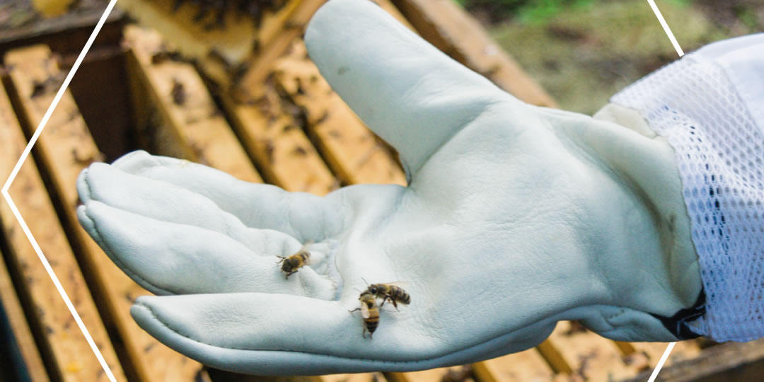 Bijenteelt en landbouw kunnen inderdaad samenleven
