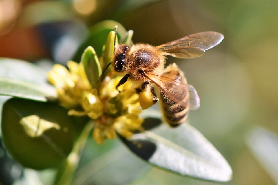 Bienen helfen dem Kaffee gegen den Klimawandel Vor kurzem wurde eine Studie veröffentlicht,…