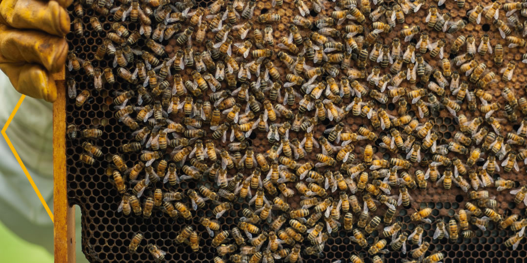 agriculture et apiculture, une symbiose nécessaire Ce 20 mai, nous célébrons la Journée…