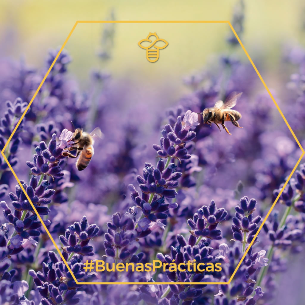 Climate Change, Another Threat to Bees The world celebrates the international day of this…