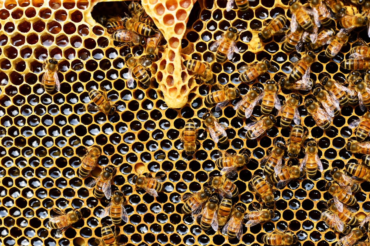 La Loi pour Sauver les Pollinisateurs et son Impact Négatif L'ironie est que si la Loi pour…