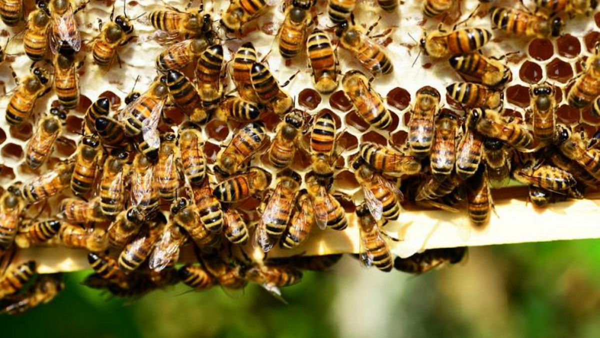Angriff von Bienen auf Touristen in Frankreich Zwei Touristen, die eine Wanderung in einem…