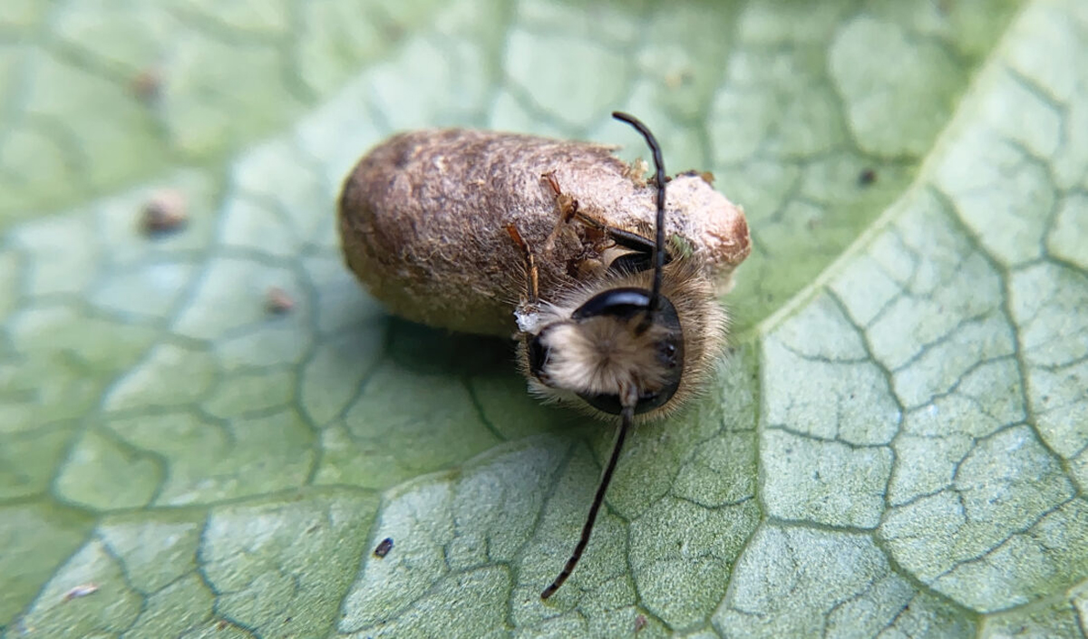 How To Support Solitary Bees
Thyra McKelvie