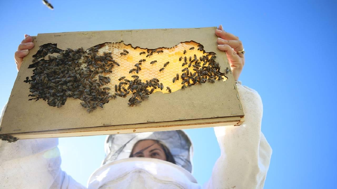 De doelstelling van imkers is om de top van de honingproductie te bereiken De voorzitter van…