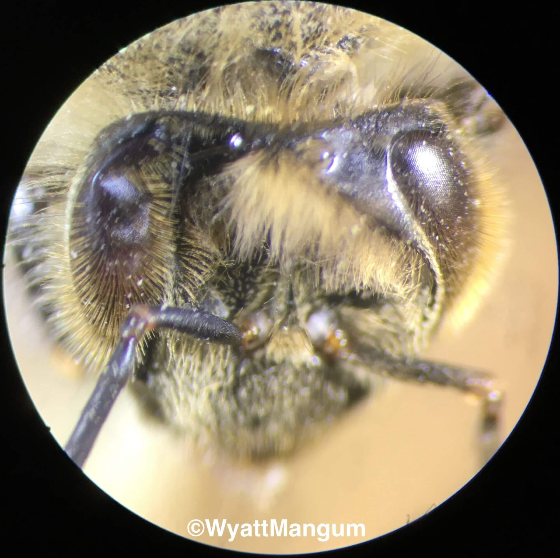 The Appearance of Bees to Each Other (Conspecifics) in ULtraviolet Light: Classified Project UV 365 Revealed Part 2