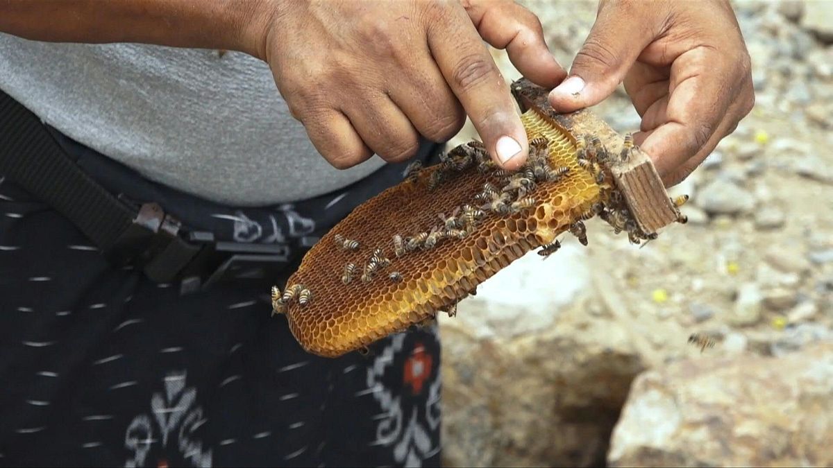 لطالما عُرف اليمن بالعسل ذي الجودة العالية. ومن بين أبرز المنتجات عسل 