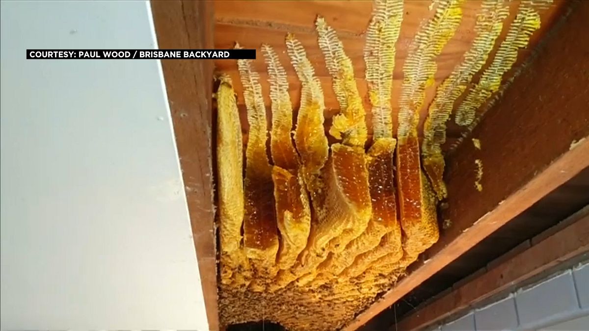 Yazı:   euronews Yayınlanma tarihi 25/08/2019 - 15:15 GMT+2•Son güncelleme 15:16 Bir arıcı,…