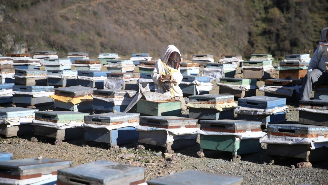 Ordulu arıcı, yarım asırdır kaliteli bal mesaisinde