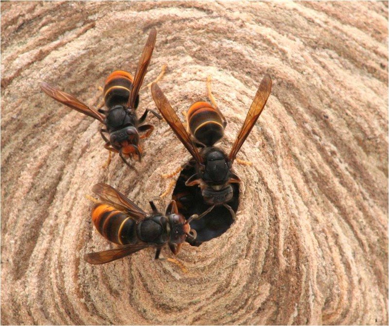 Three yellow-legged Asian hornets at the entrance of a paper nest