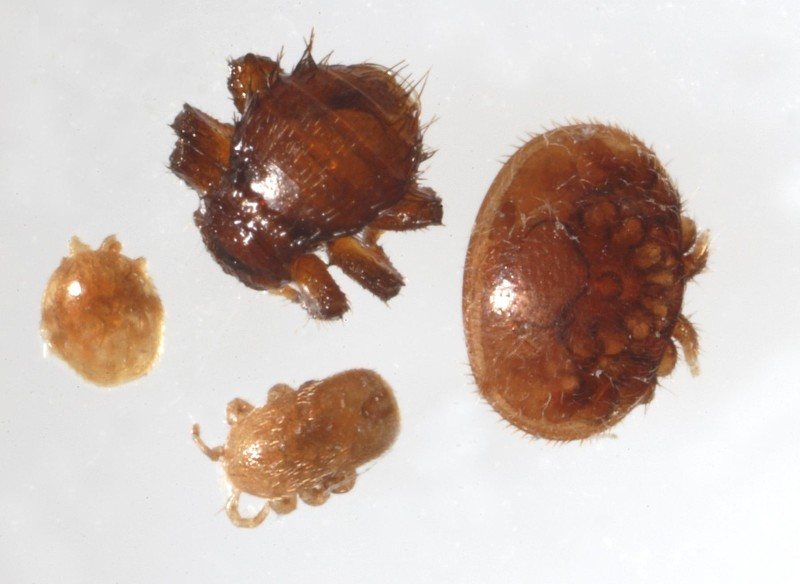 Bee louse, varroa, tropilaelaps and pollen mite side by side