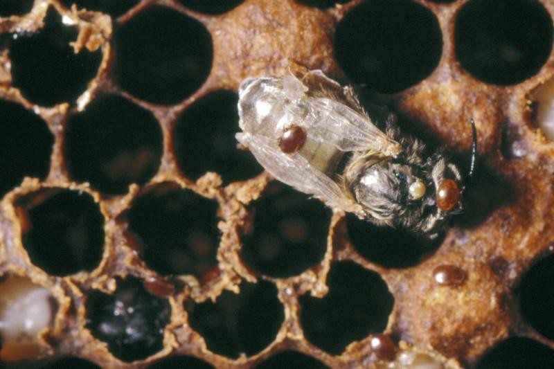 Varroa mites on a young bee with crumpled wings and in the surrounding cells