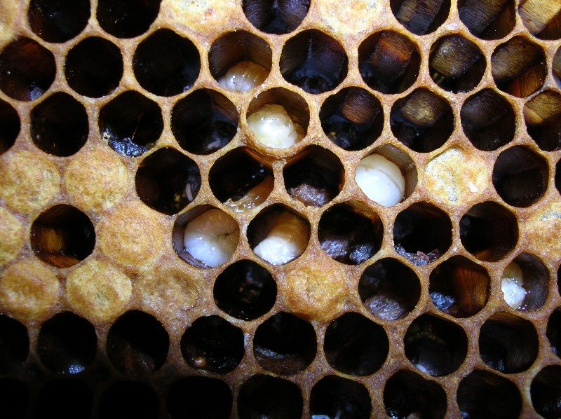 Larvae at different stages of decay