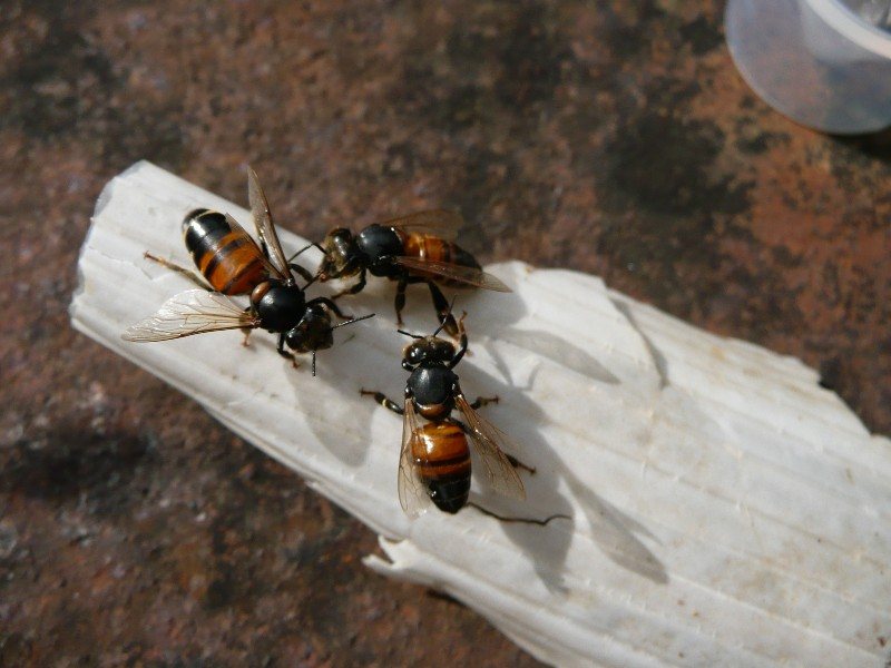 Three hairless bees on a piece of wood