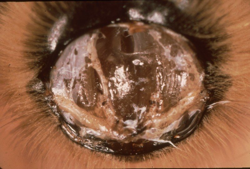Darkened, spotted tracheae in a bee with its thorax opened