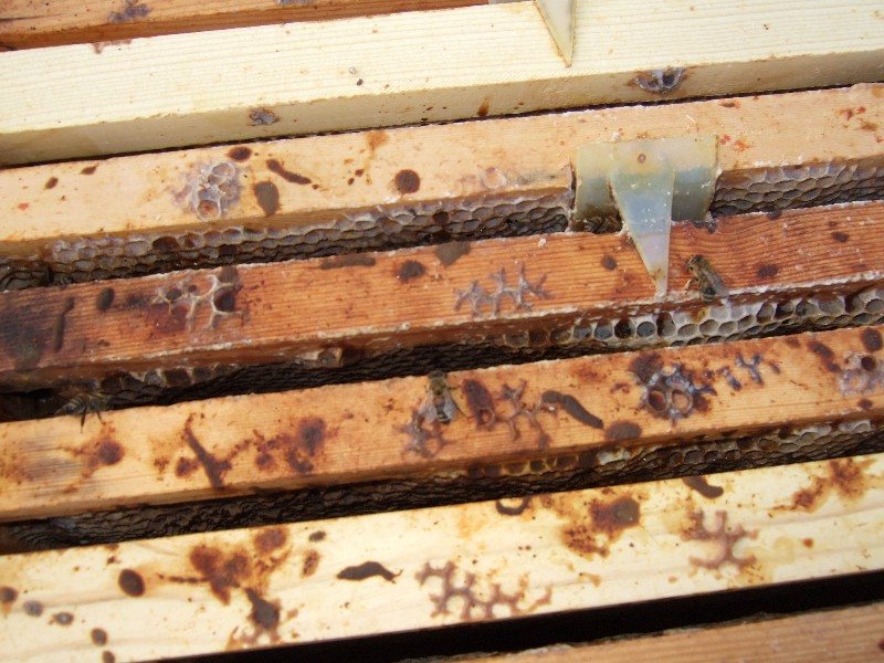 Dark brown faecal stains on frame top bars
