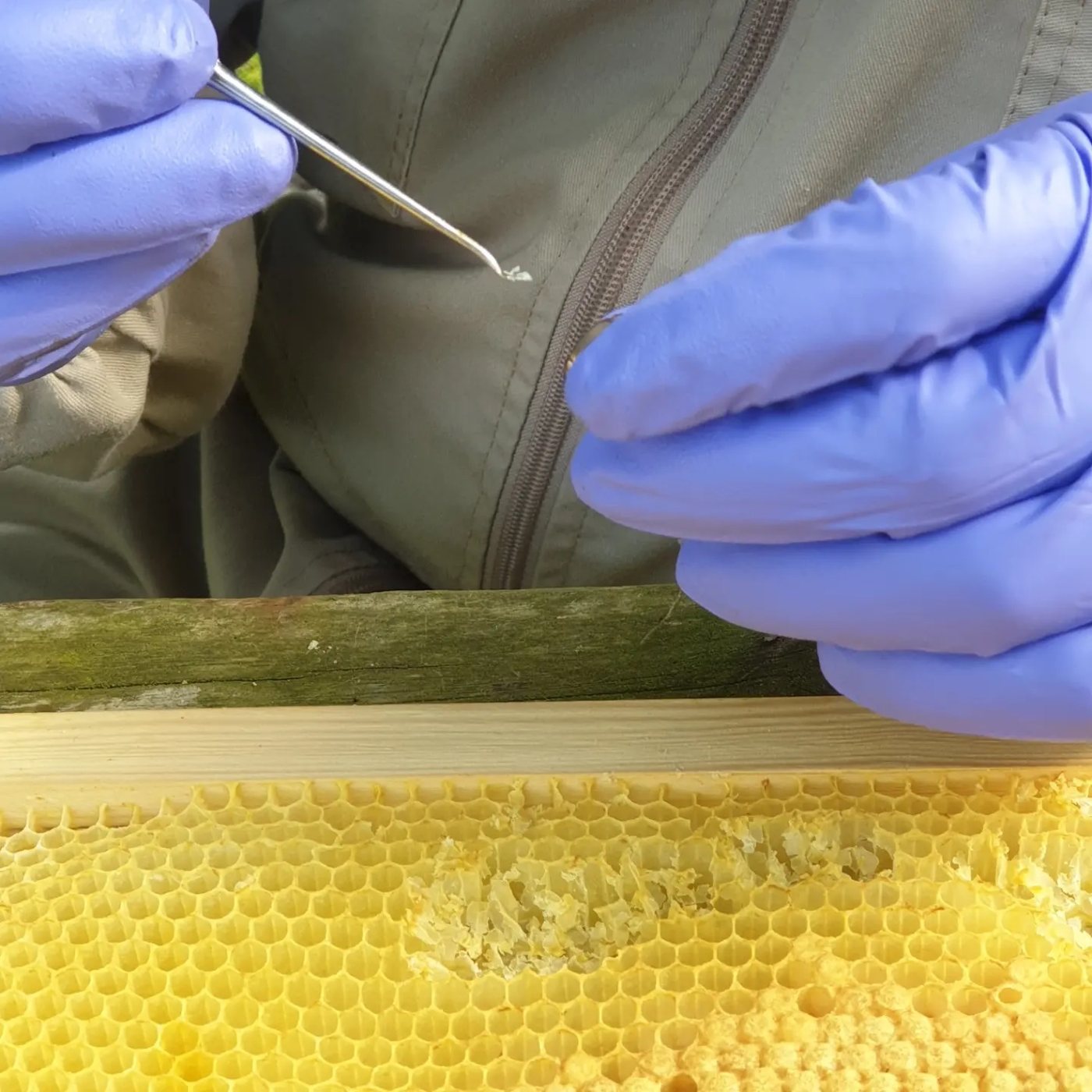Aşılama kaşığıyla larva aktarımı