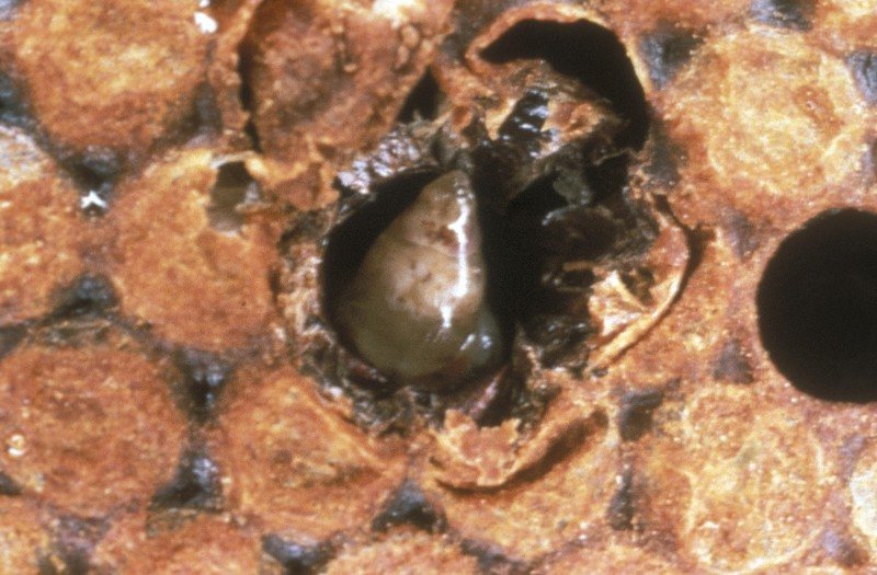 Larva turned into a fluid-filled sac with a darkened head in an opened cell