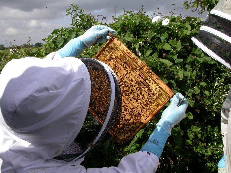Brood frame shaken free of bees being examined for disease