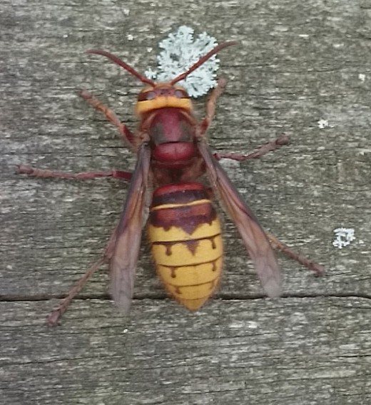 European hornet on wood, dorsal view