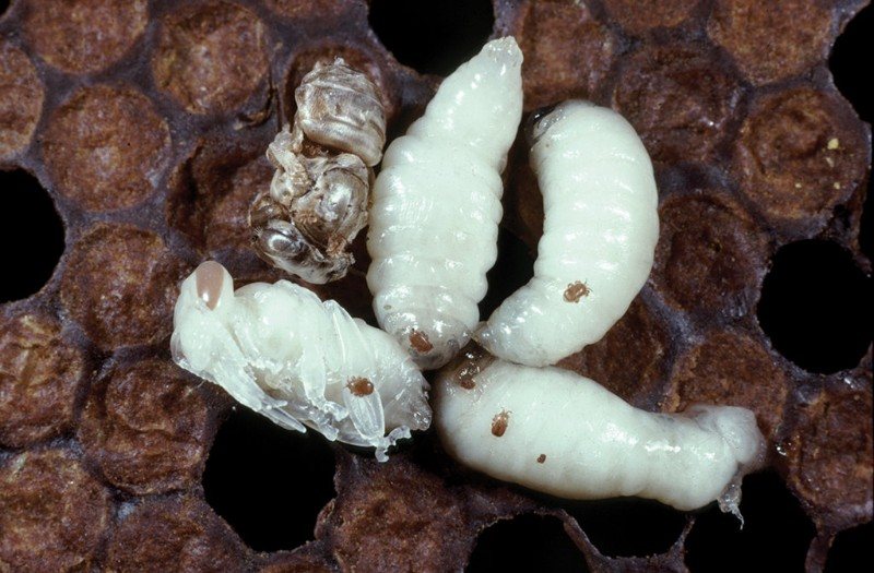 Small brown mites on larvae and pupae removed from the cells