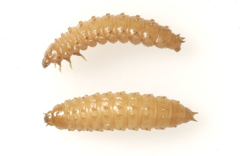 Two beetle larvae with rows of spines on the back and three pairs of legs at the front