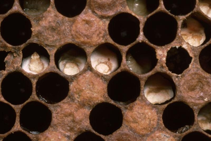 White chalkbrood mummies in the cells