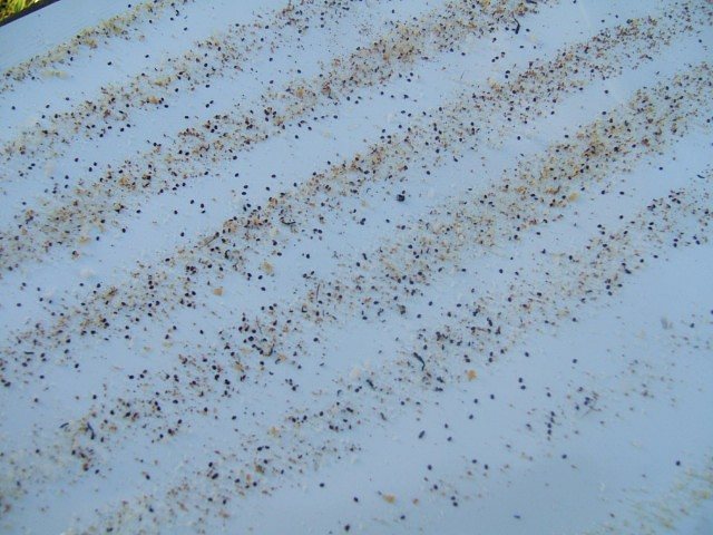 Counting board with many varroa mites on it