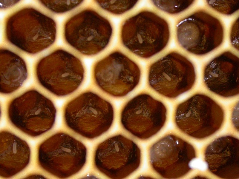 Eggs and young larvae at the bottom of the cells