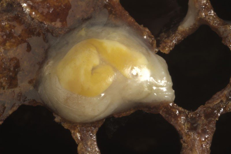 Creamy-yellow gut contents in a dead larva