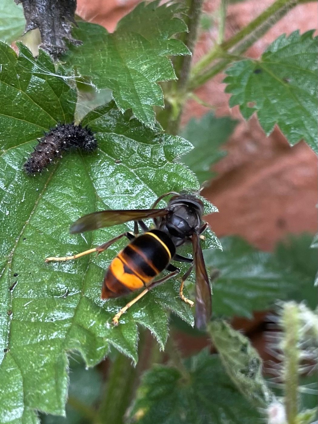 Yellow-legged hornet on a leaf