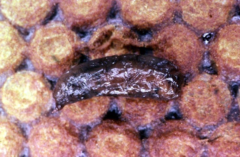 Larva removed whole from the cell as a fluid-filled sac