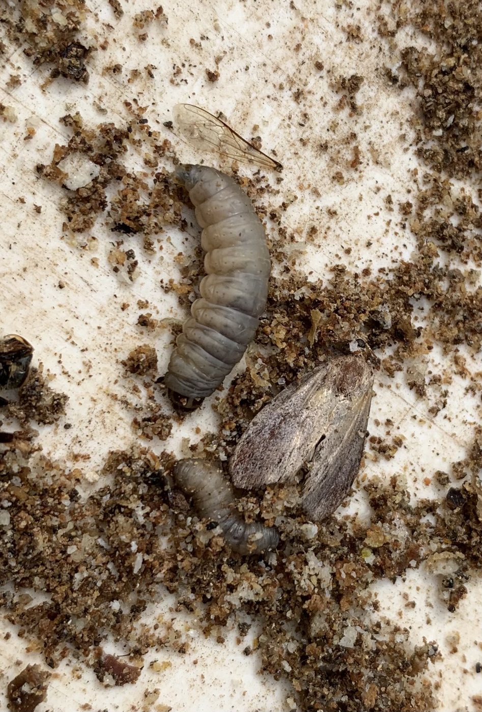 Wax moth adult, larva and pupa on the hive floor
