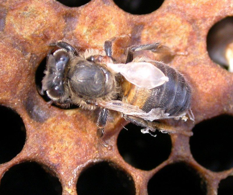 Young bee with crumpled wings emerging from a comb cell