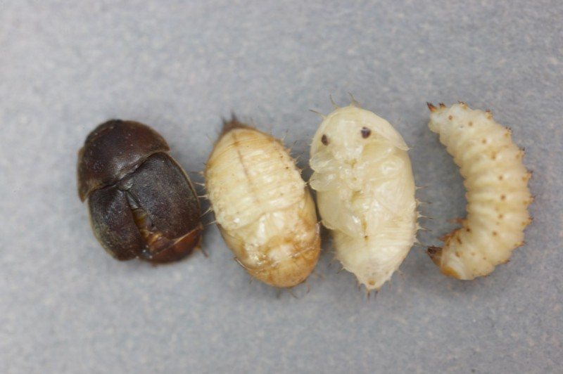 Adult, pupal and larval stages of the small hive beetle side by side