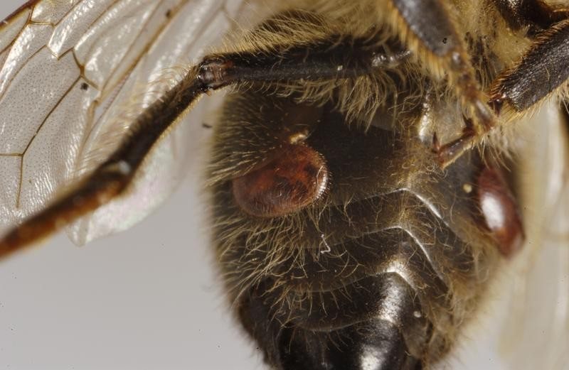 Varroa akarları arının karın halkaları arasında