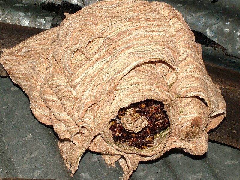 Avrupa eşek arısı (Vespa crabro) yuvası