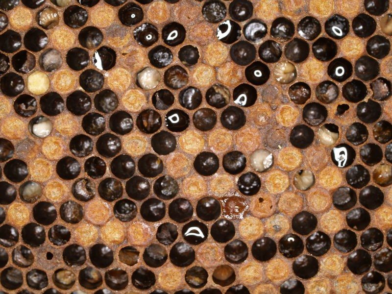 Melted, discoloured larvae in European foulbrood