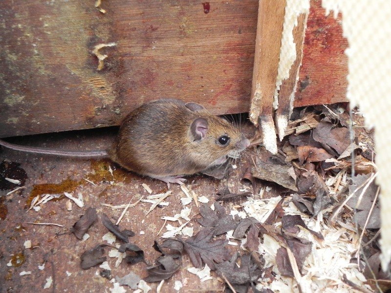 Mouse among chewed wood and leaf litter inside a hive