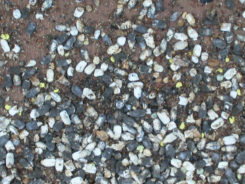 White and grey-black chalkbrood mummies accumulated on the hive floor