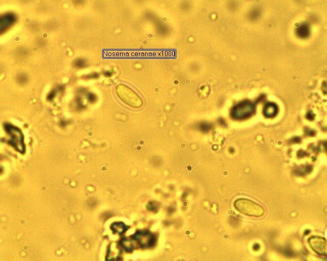 Two oval, rice-grain-like Nosema ceranae spores under the microscope