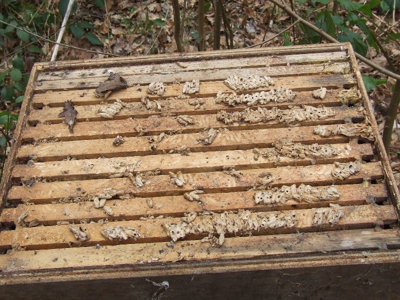 Wax moth cocoons lined up on frame bars