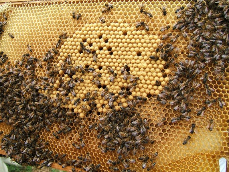 Her aşamada yavru bulunan kuluçka çerçevesi