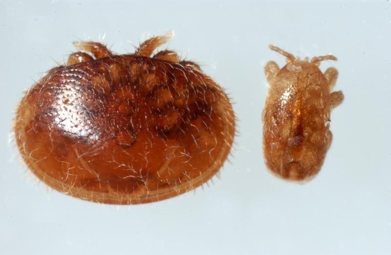 Broad varroa on the left, small elongated Tropilaelaps on the right