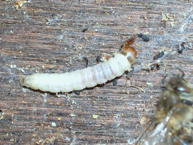 White, spineless wax moth larva on the hive floor