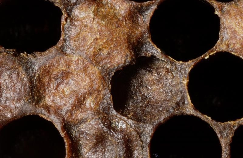 Close-up of sunken and darkened cappings