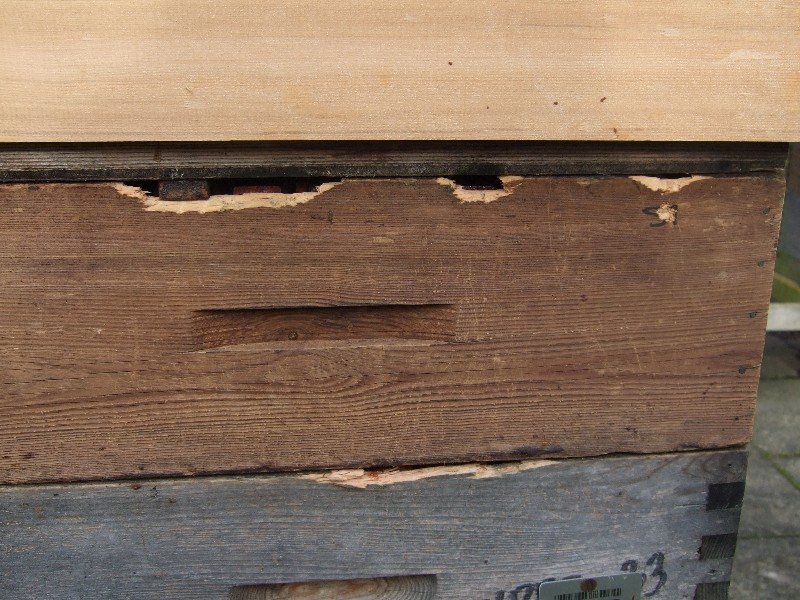 Woodpecker damage at the joints between boxes
