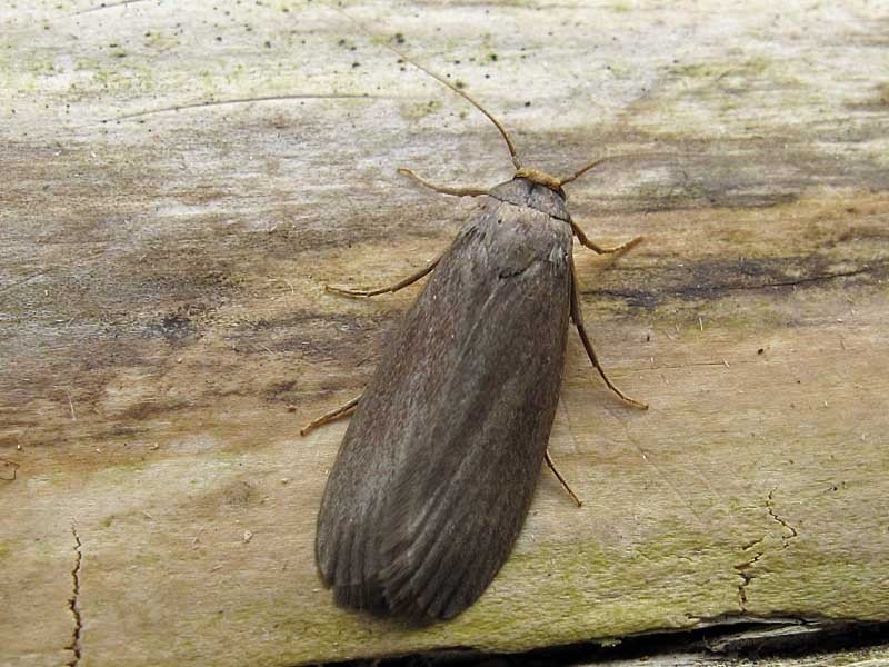 Adult lesser wax moth