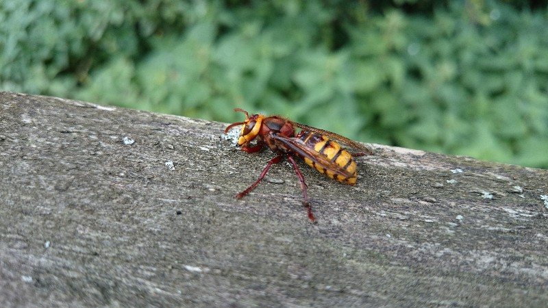 Avrupa eşek arısı (Vespa crabro)