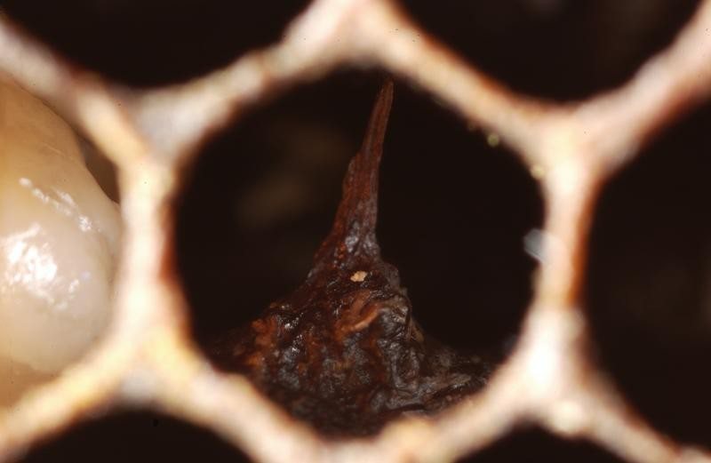 Dried remains in the cell and pupal tongue extending upwards