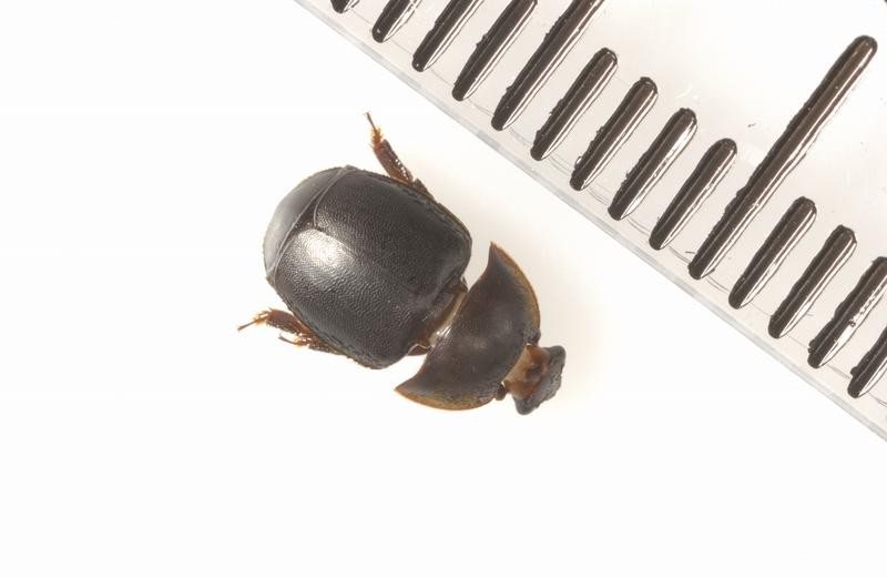 Adult small hive beetle next to a millimetre ruler